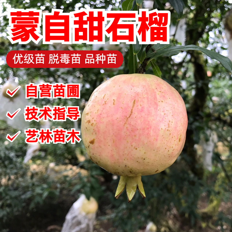 石榴树树苗特大硬籽蒙自甜石榴苗老桩庭院地栽果树苗盆栽当年结果