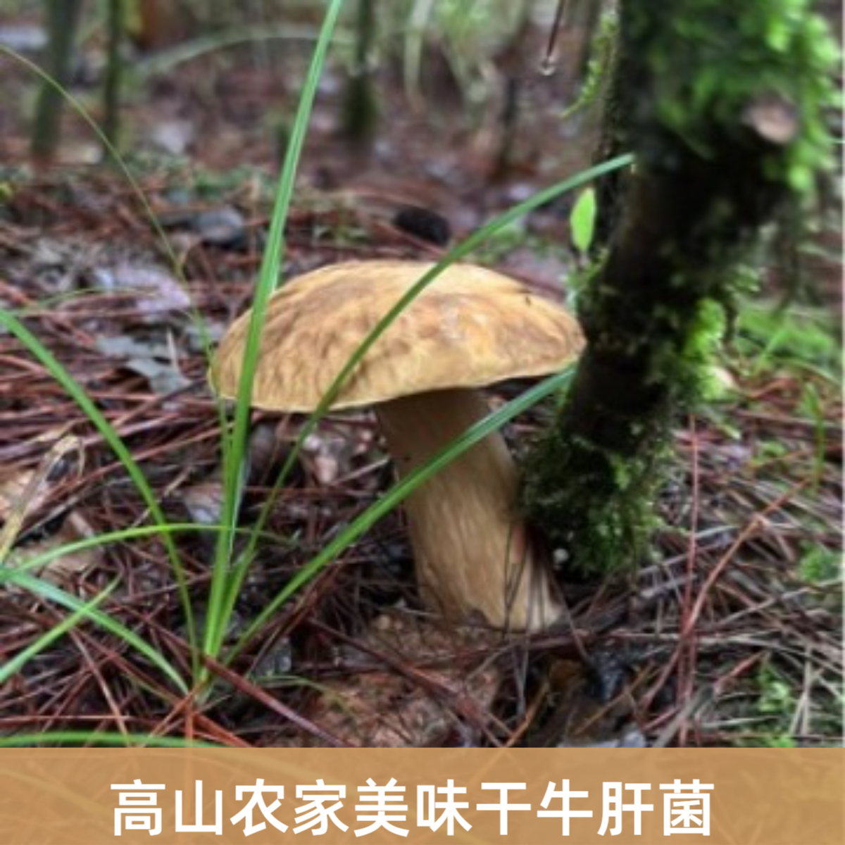 2024新品 农家户外美味牛肝菌干货 白牛肝 青川特产 干牛肝菌包邮