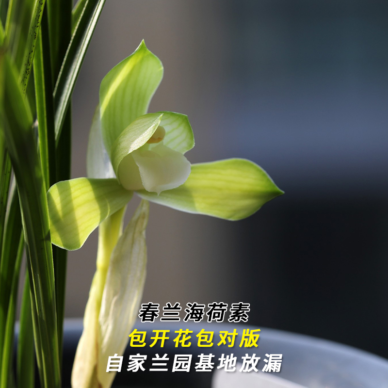 春兰名品【海荷素】终身包对版 假一赔十放心购买 当年开花