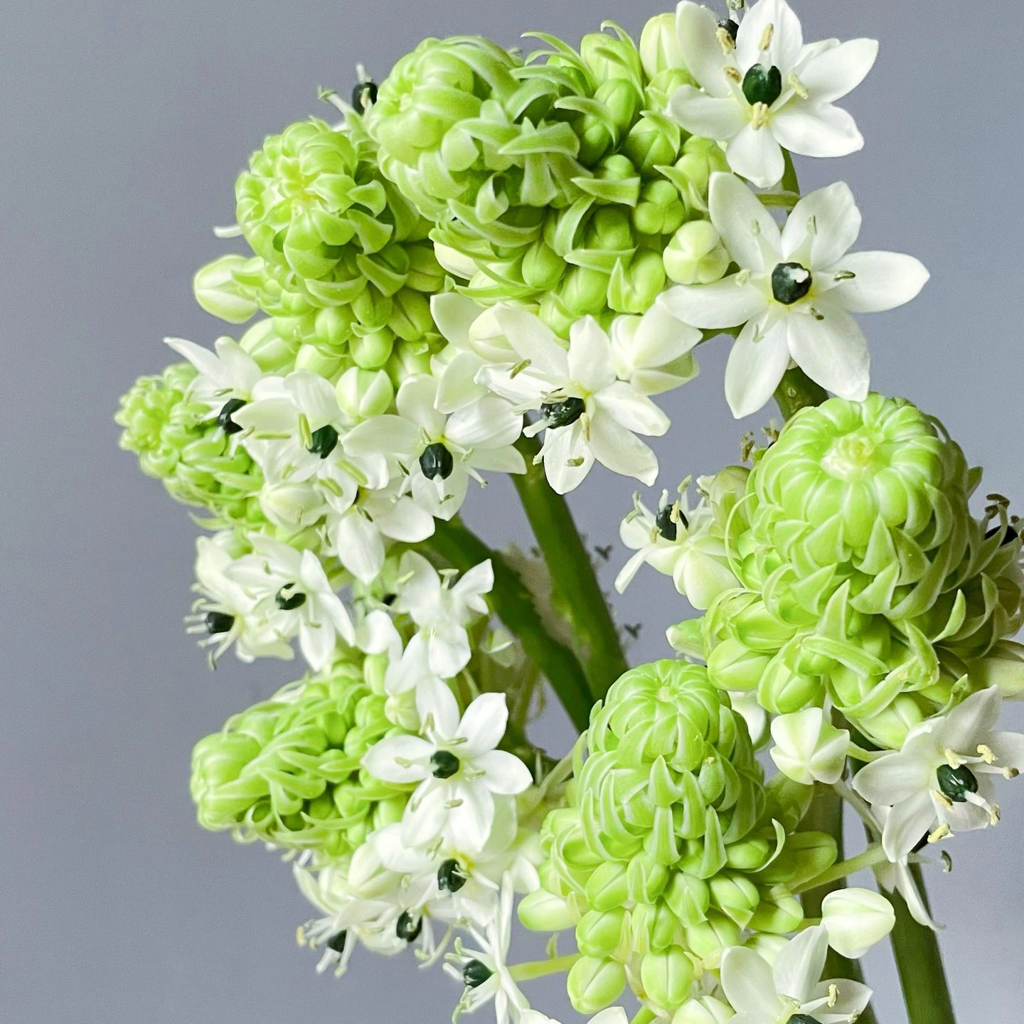 【天鹅绒】伯利恒之星小清新花材居家鲜花鲜切花长花期 