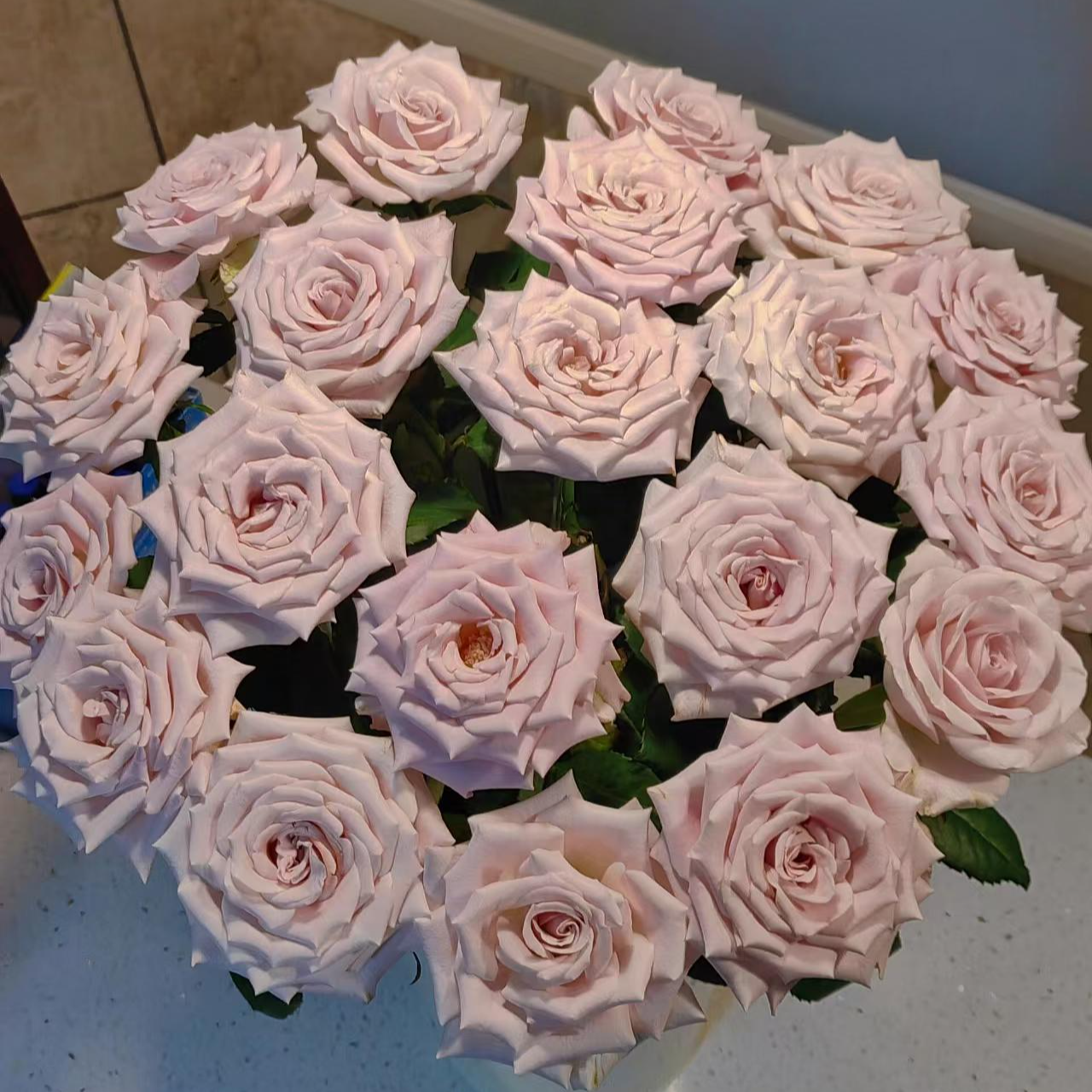 【曼塔】曼塔玫瑰 超长花期 唯美爱情 玫瑰鲜花 
