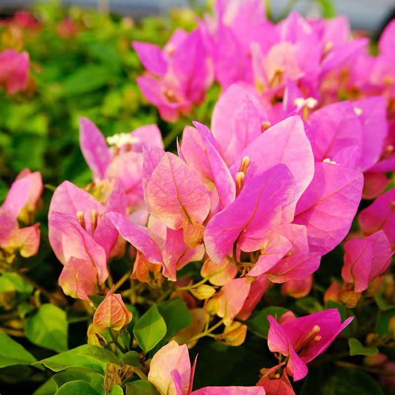 三角梅带花发货一物一拍所见即所得