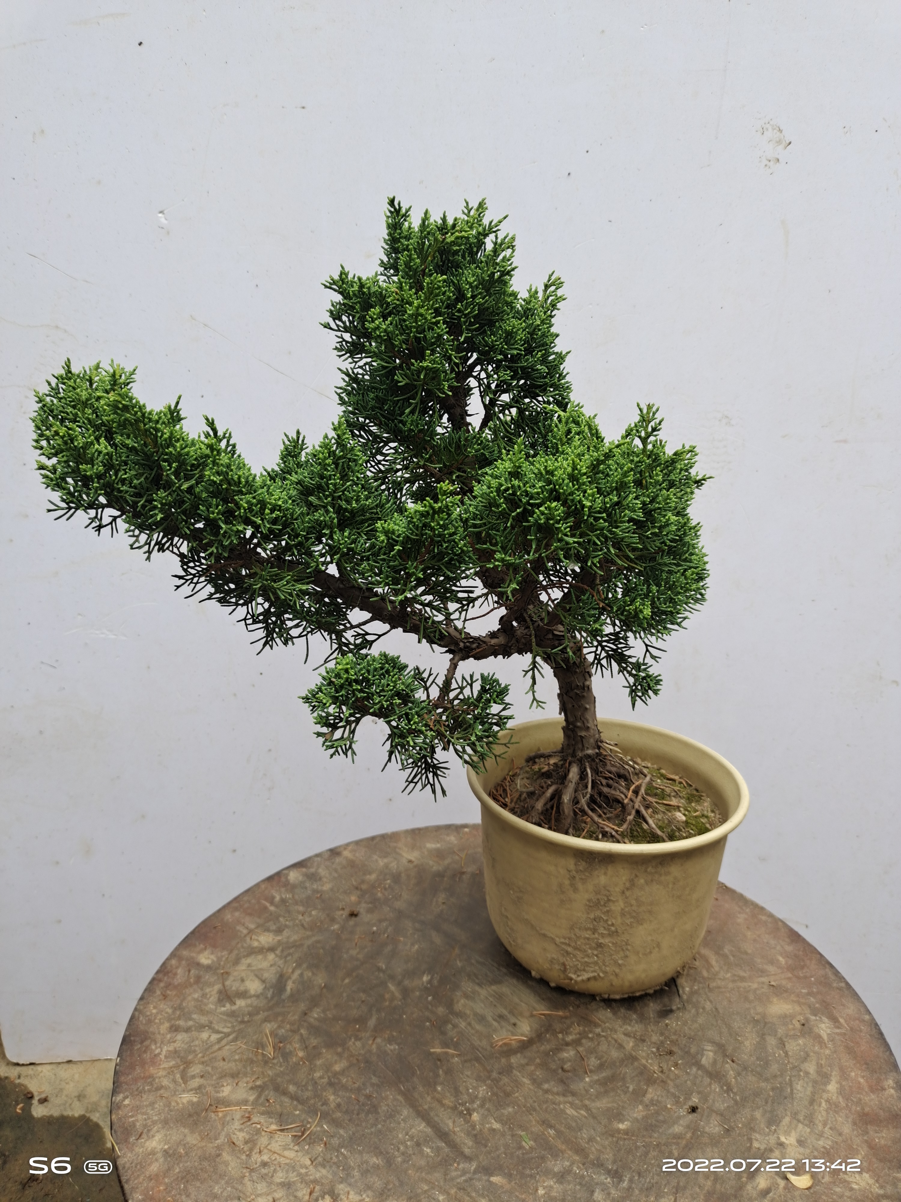 针柏，不带盆包邮，纸箱包装。老叶发黄属于正常。高20厘米以上，