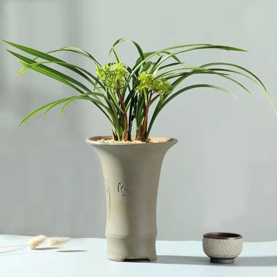 【花开富贵】春兰浓香花卉盆栽客厅美观年宵花原盆发室内正宗兰花苗