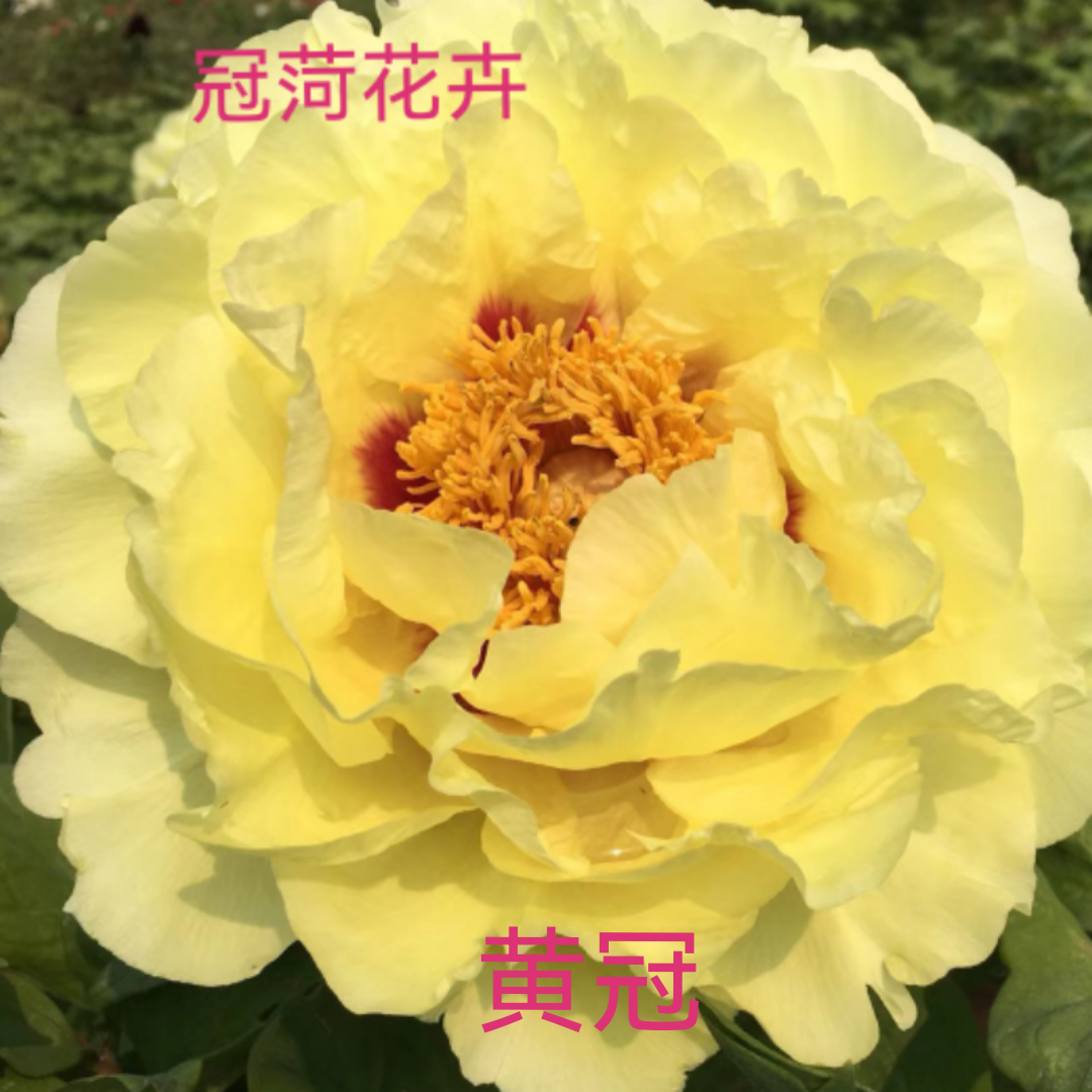 牡丹苗：黄冠，黄色重瓣大花