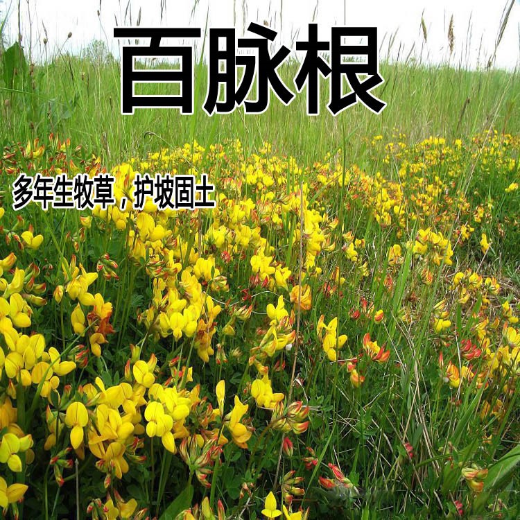 牧草种子百脉根草种子牧草种子高产量 护坡固土简单春季四季种植