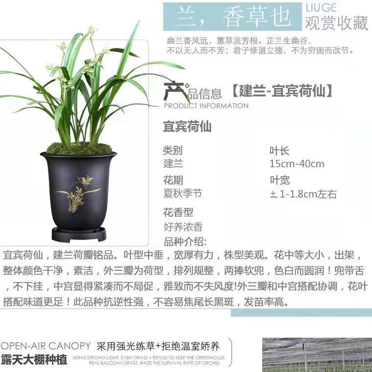 QINGYALANYUAN/清雅兰园国兰 建兰四季兰宜宾荷仙浓香好养