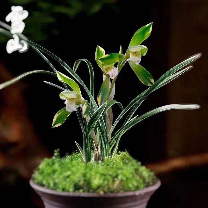 春兰雪山天草艺草带花苞兰花苗绿植花卉盆栽阳台正品浓香客厅草本