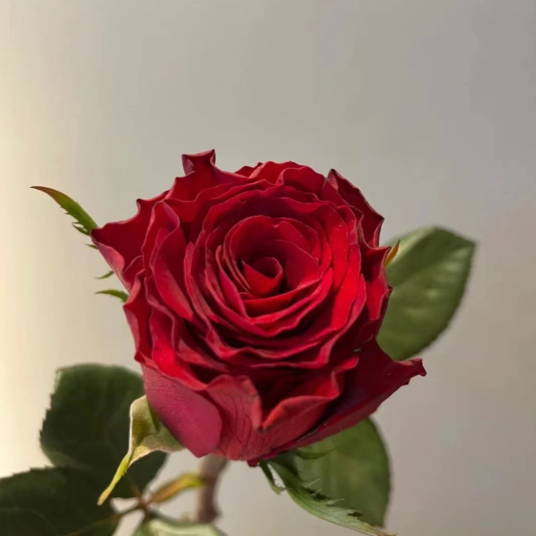 【单头高原红】A级头玫瑰玖枝 花优选云南基地直发家庭瓶插鲜切花