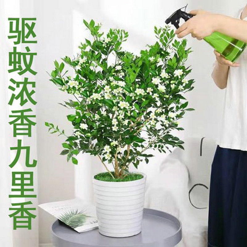 九里香盆栽浓香型驱蚊花卉
