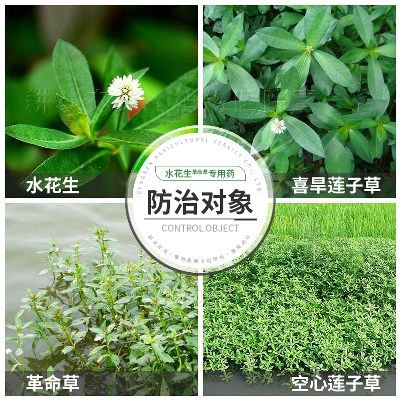 专杀水花生克星烂根连根除革命草空心喜旱莲子草专用除草剂配方药_鲜花