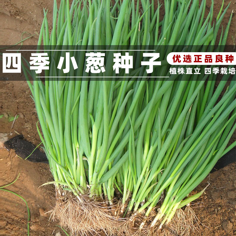 小香葱种子四季种植阳台花园庭院园艺盆栽寿光种籽蔬菜原装易播种