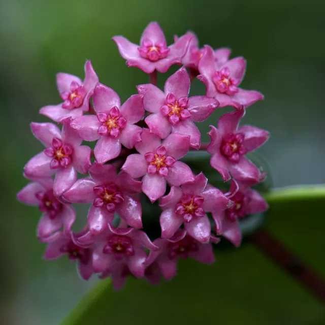 秘密球兰大叶品种Hoya Sp Sarawak