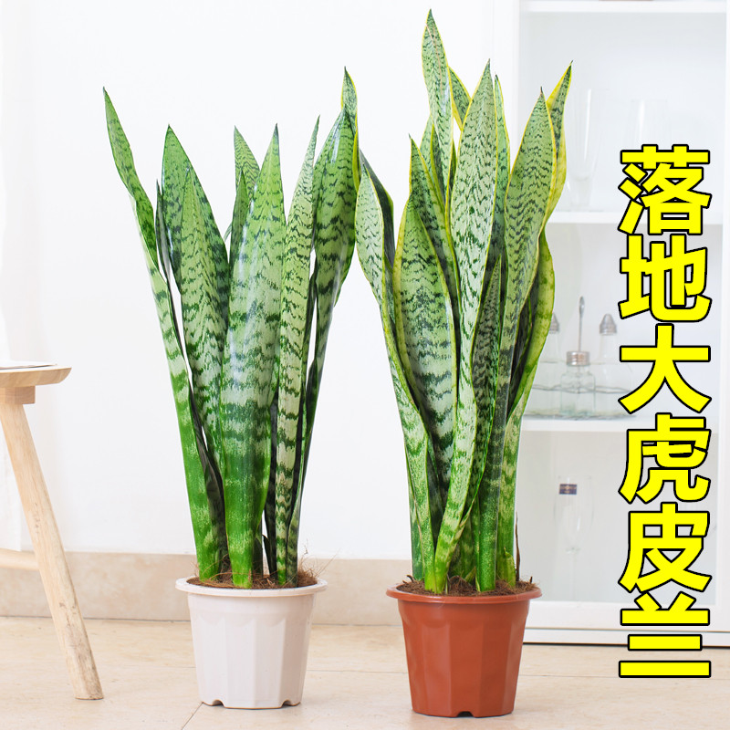 大型金边虎皮兰盆栽高脚落地室内植物四季常青客厅办公室桌面绿植