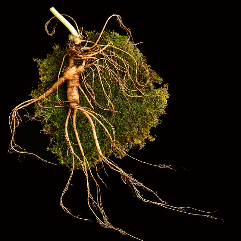 改价链接现挖人参新鲜人参无人工管理新鲜林下参长白山人参