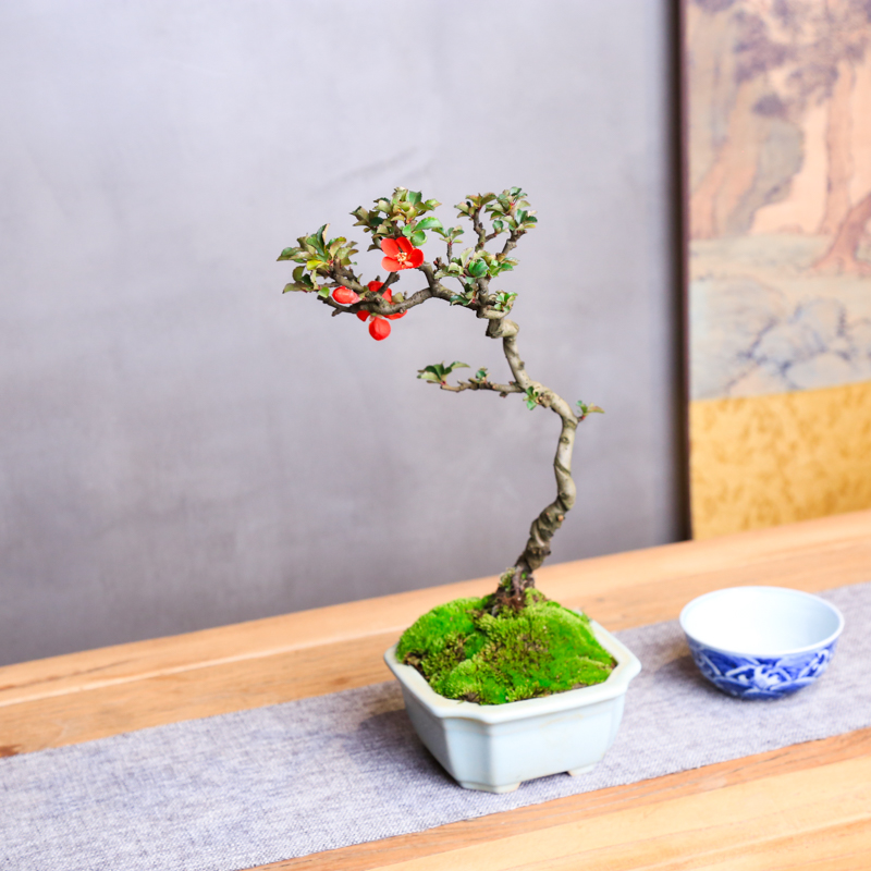 盆景素材 长寿梅小苗一颗盆栽室内植物春季庭院办公桌