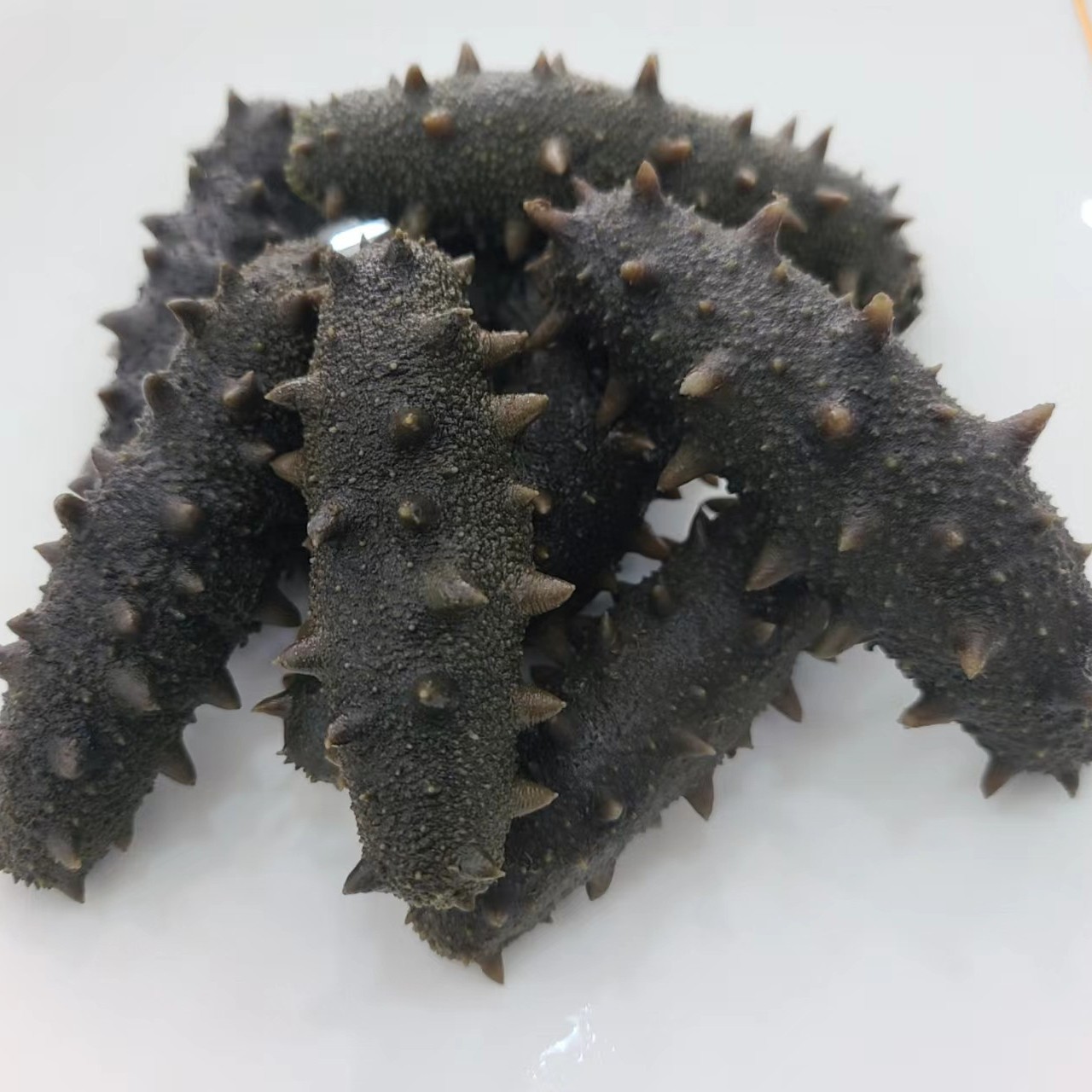深海投苗半干海参