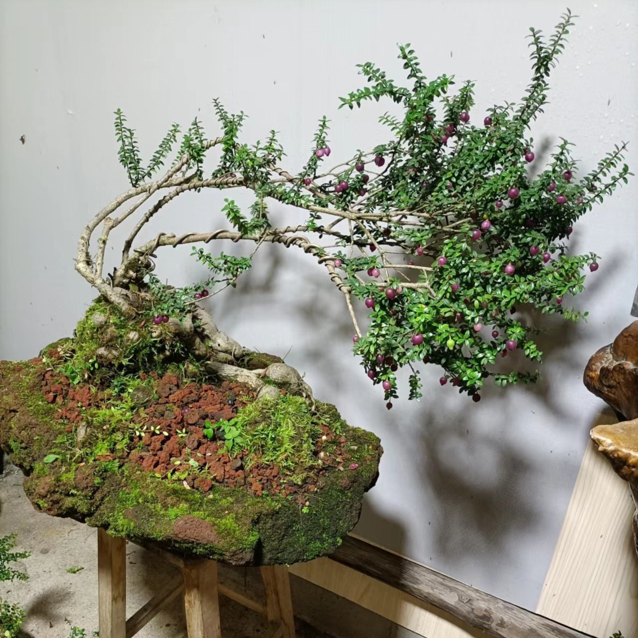 树萝卜吊金钟红花米叶五翅莓多花偏远地区不包邮