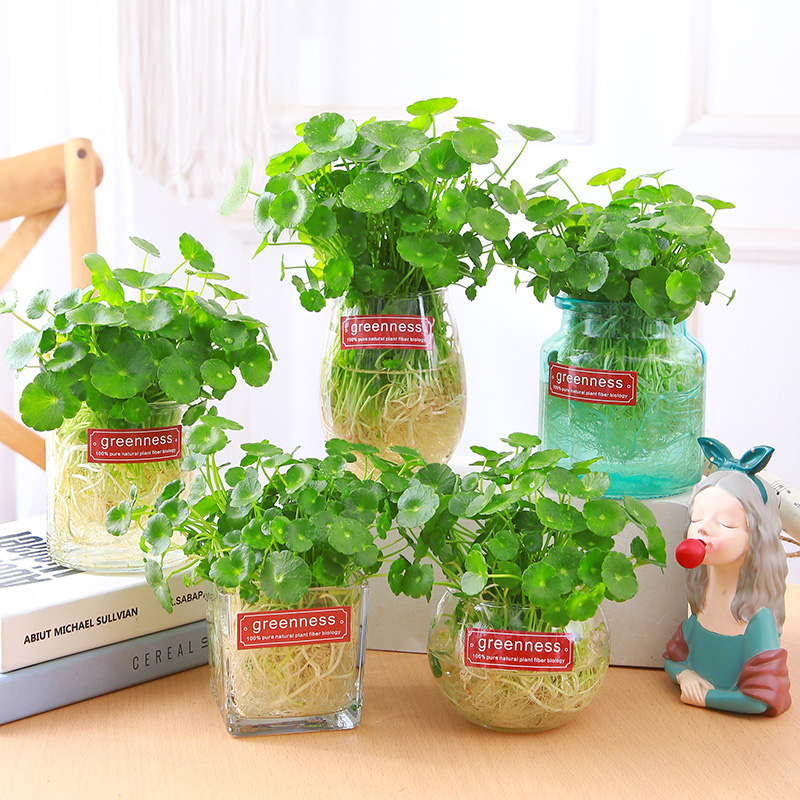 铜金钱草水培植物室内盆栽客厅桌面金钱草水养绿植花卉盆栽四季