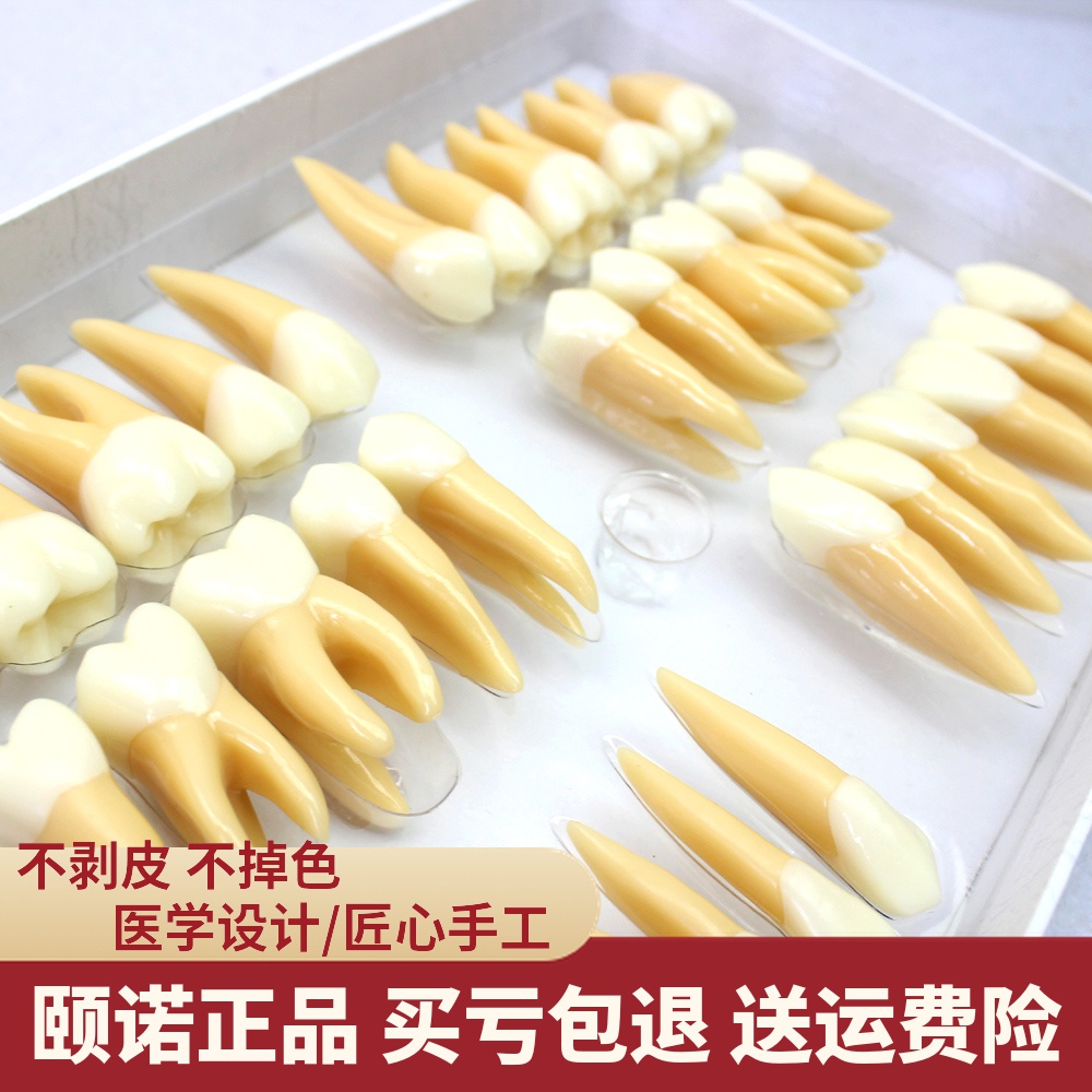 ENOVO颐诺 2.5倍牙体形态模型 雕牙指导 口腔牙齿模型