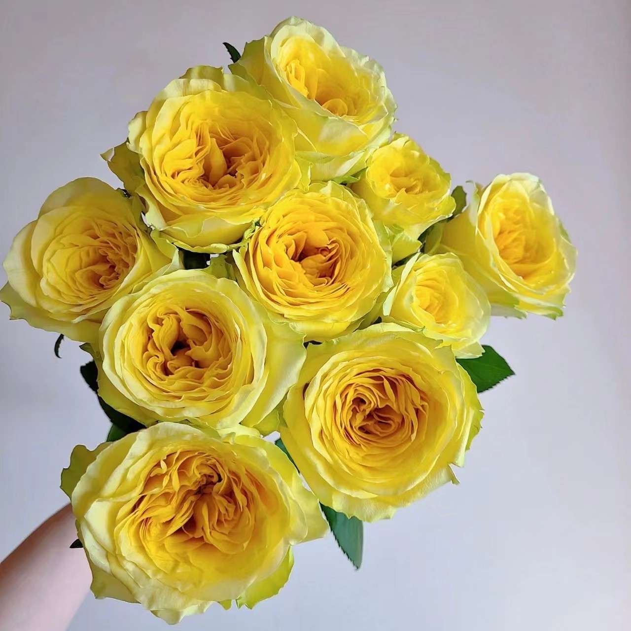 月光漫步单头玫瑰水养鲜花