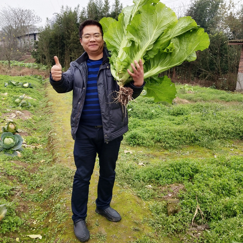 川塔渝早100 榨菜种子 产量高 不易空心 抗病能力强 侧芽少基地
