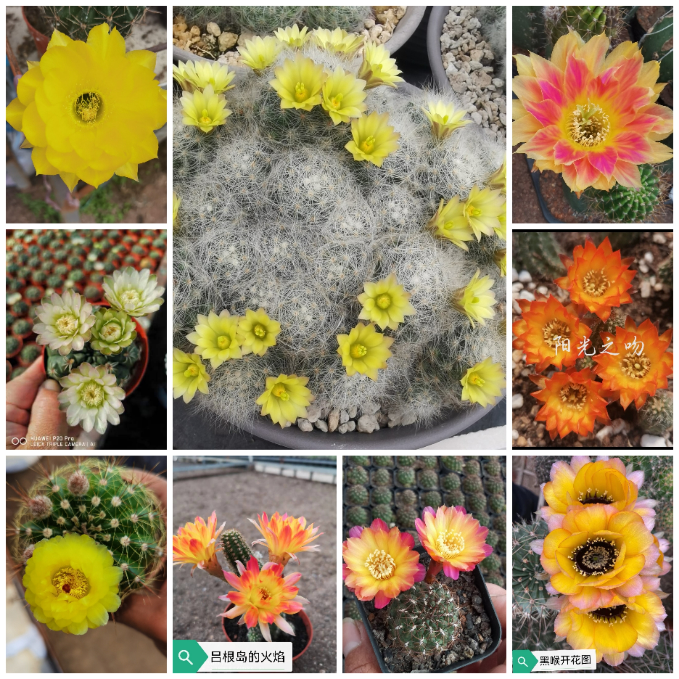 仙人球支持一物一拍！