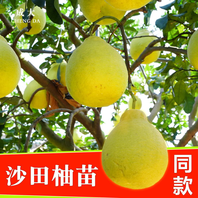 柚子树苗容县沙田柚桂柚南方四季种植嫁接矮化特大结果庭院地栽