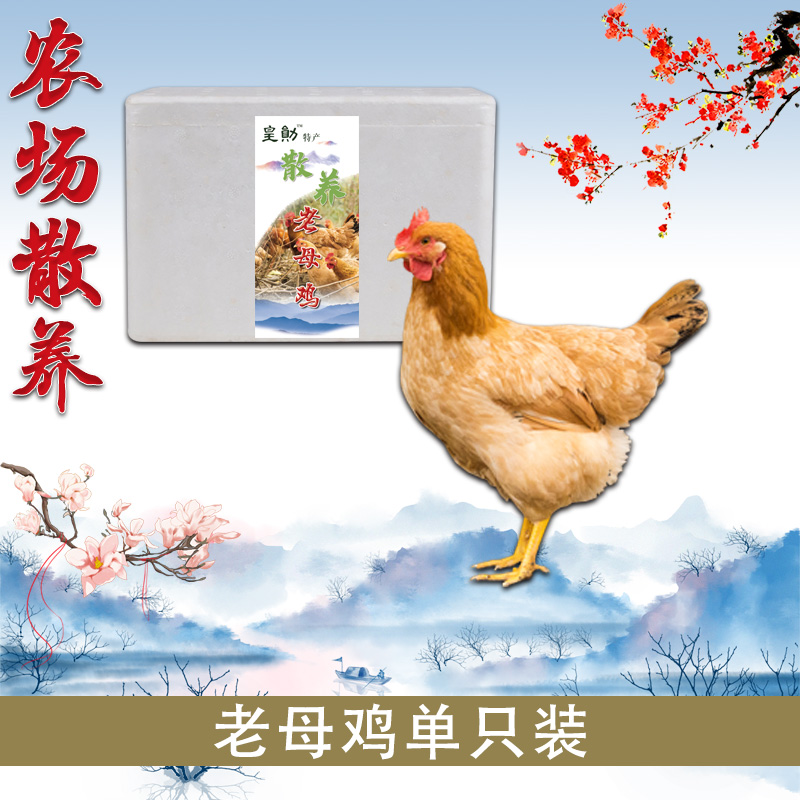 皖南山区 农场散养 老母鸡 约3斤/只