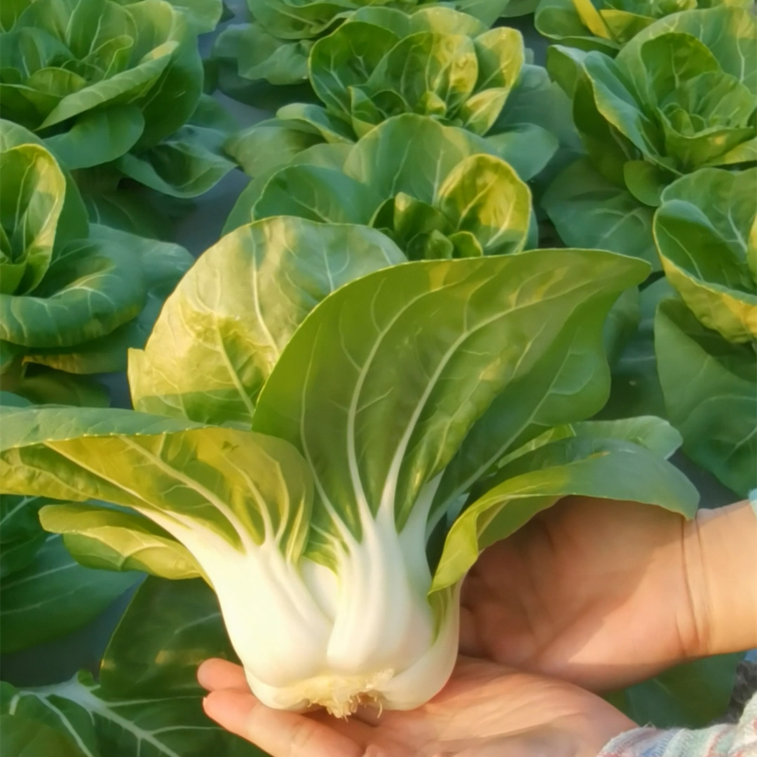 新矮脚黄奶油白菜种子四季播种矮脚白菜种籽盆栽阳台种菜蔬菜种子