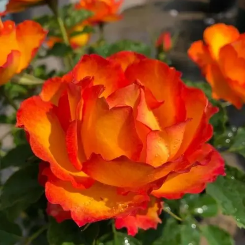 【阳台火焰】灌木月季花苗永远的埃斯托里尔庭院阳台多季开花