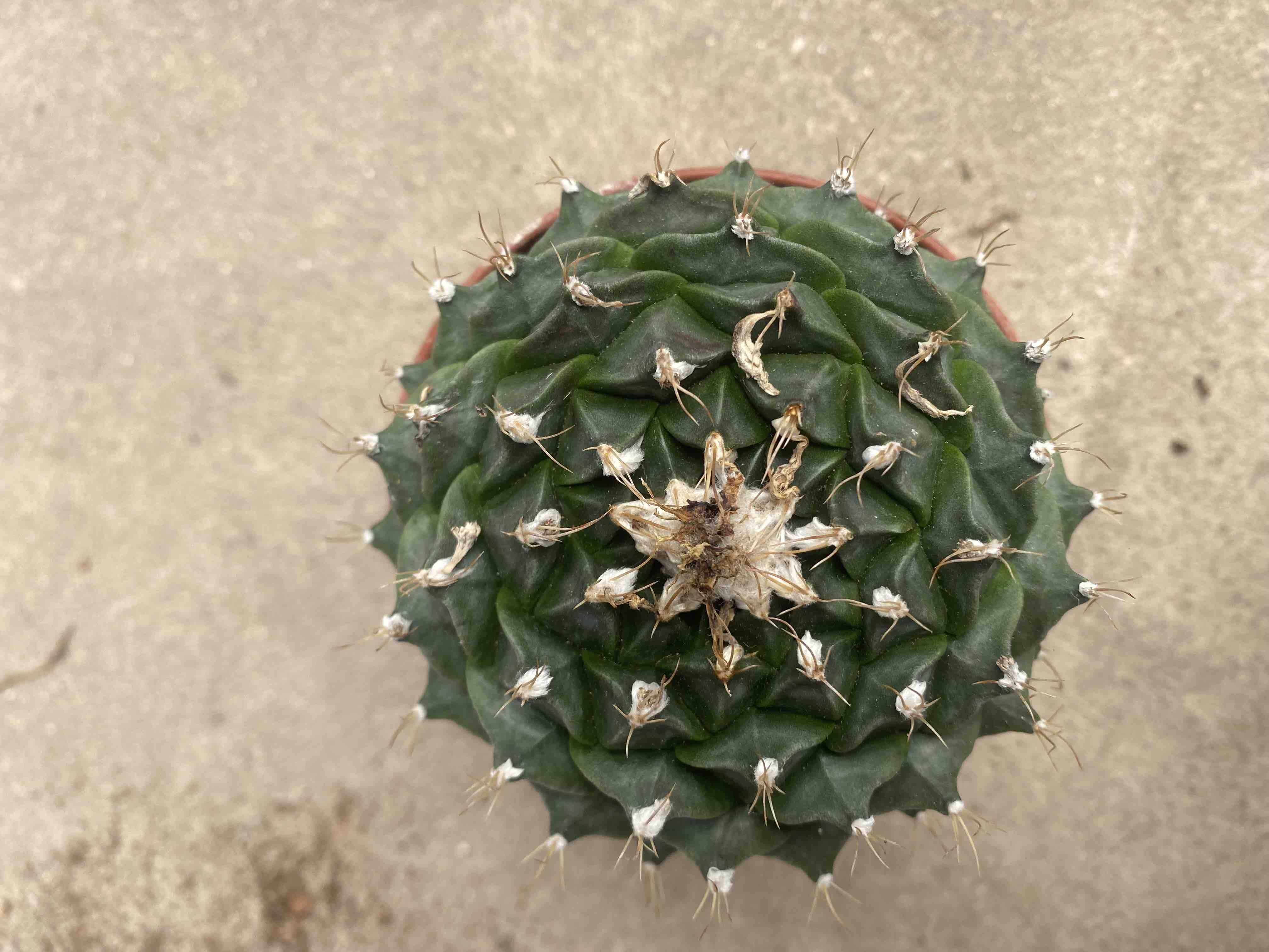 售卖商品区间价格仙人球多肉植物仙人掌