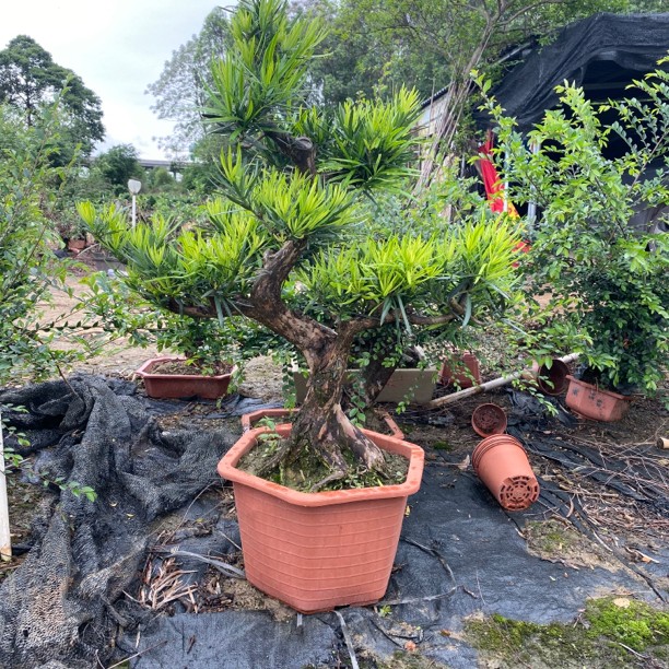 精品盆栽盆景绿植老桩罗汉松一物一拍植物