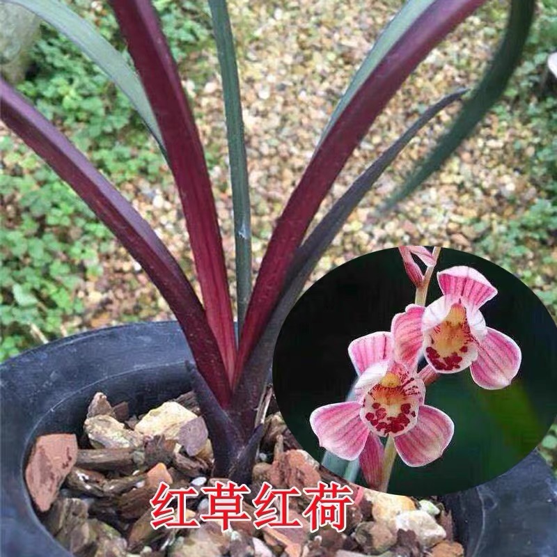 建兰红草红荷、一盆2苗网红草高档名贵花卉兰花四季兰绿植盆兰草花