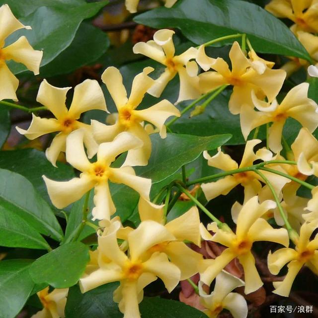 黄色托斯卡纳之星绿植盆栽茉莉三角梅爬藤植物四季常青花期长花卉