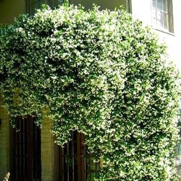 爬藤植物风车茉莉庭院爬墙四季开花庭院阳台