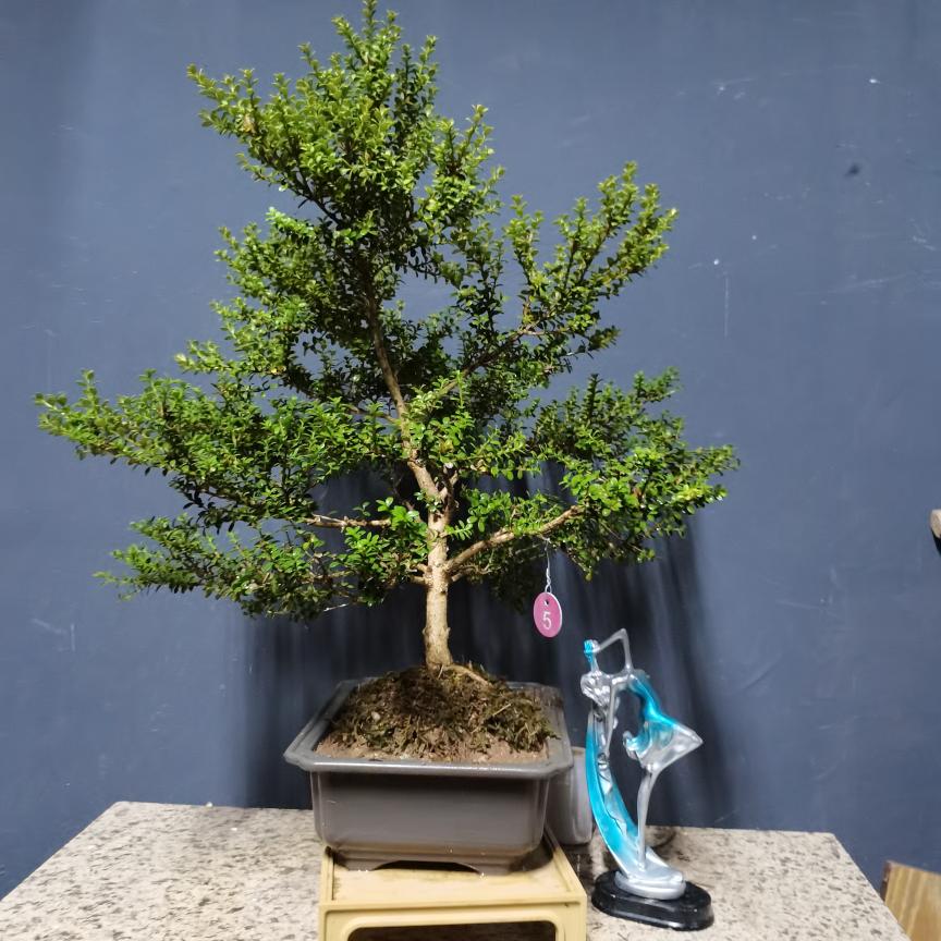 万佛山珍珠黄杨观叶观杆盆景绿植室内庭院植物