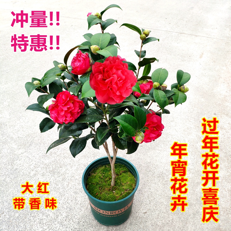 克瑞墨大牡丹茶花巨型花阳台花卉庭院大棵山茶浓香型进口品种精选
