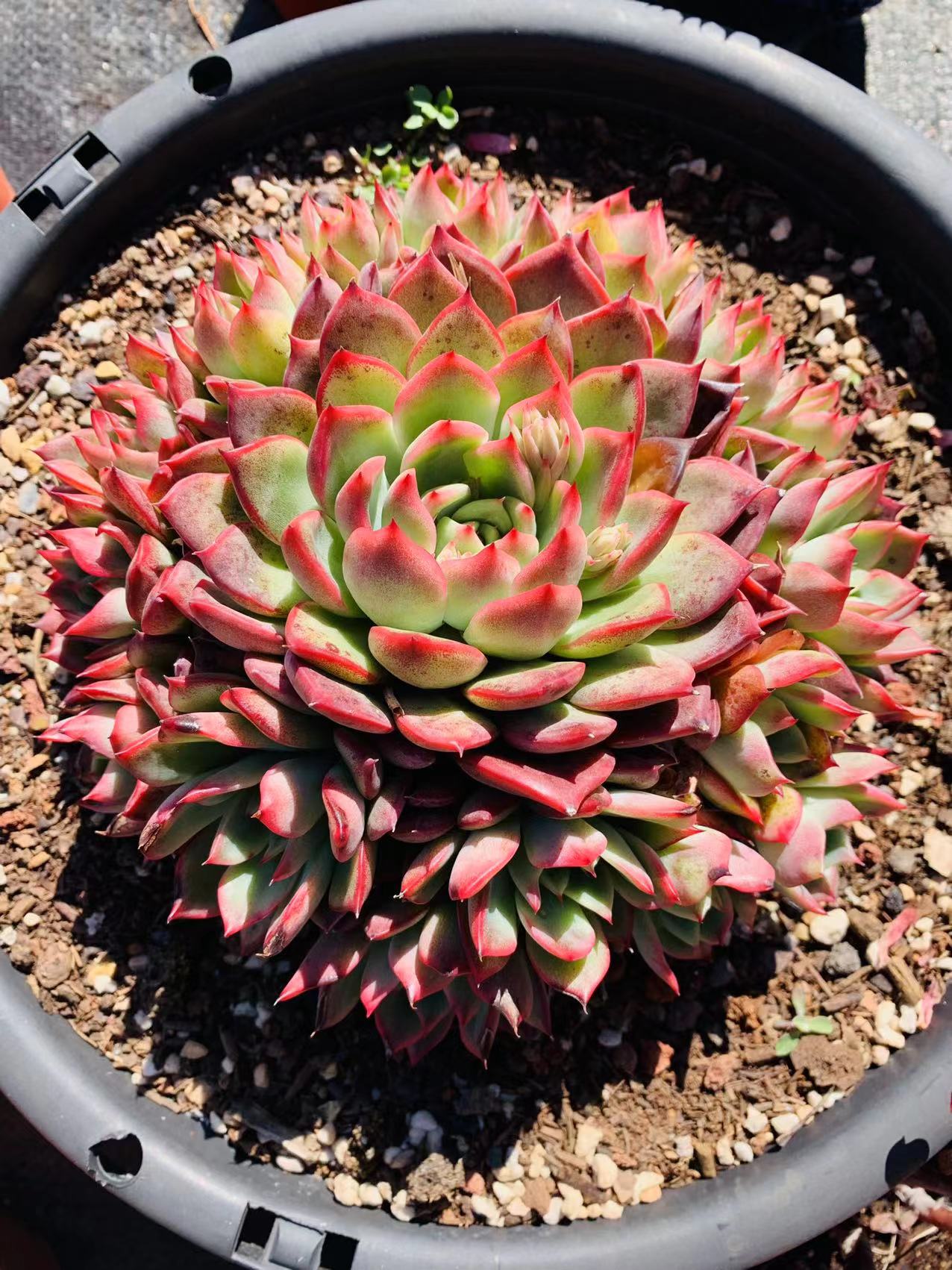 多肉植物老桩露养