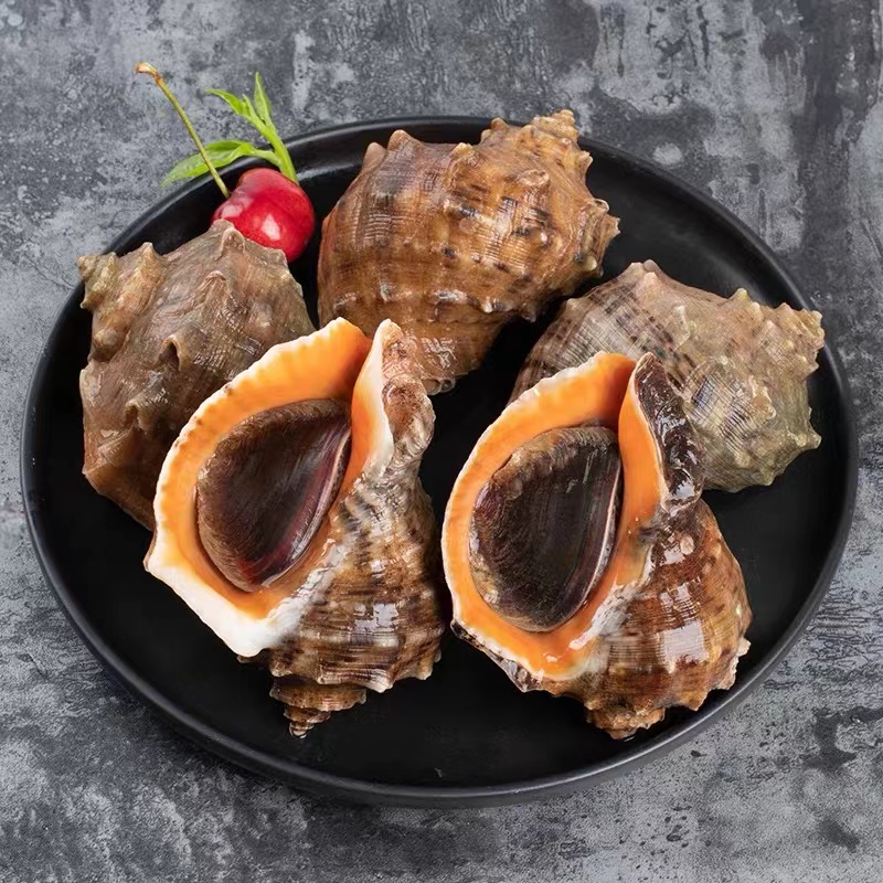 海螺鲜活大海螺一个（7-8）两