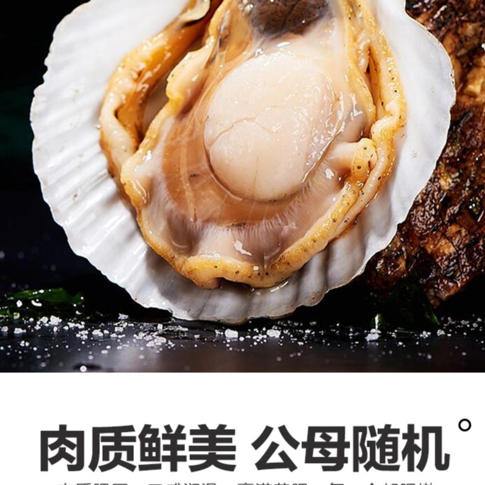 鲜活扇贝 1个 可处理哈  单只150g左右
