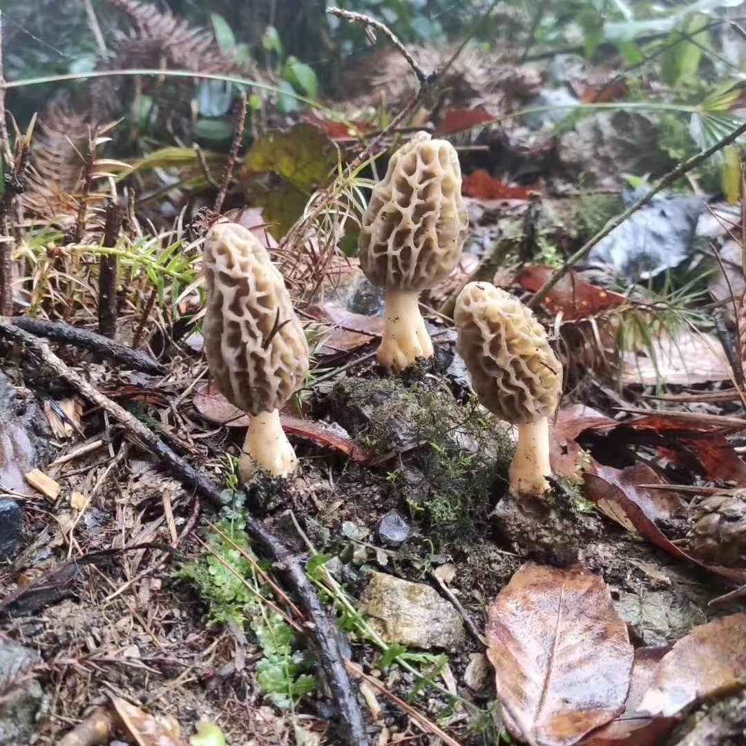 25年云南香格里拉/丽江高海拔新鲜野生羊肚菌顺丰空运包邮