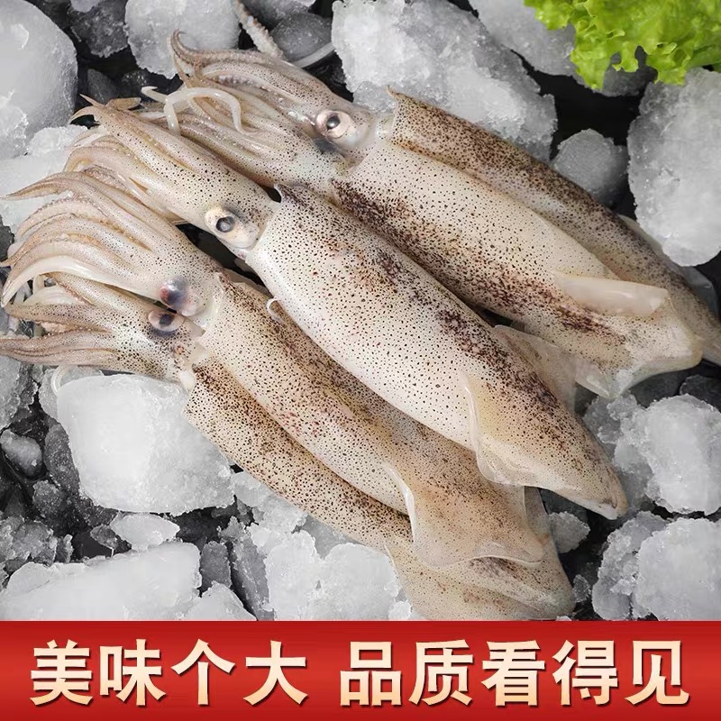 连云港发货 鲜冻带籽海兔 带籽率90％ 3斤一斤13只左右