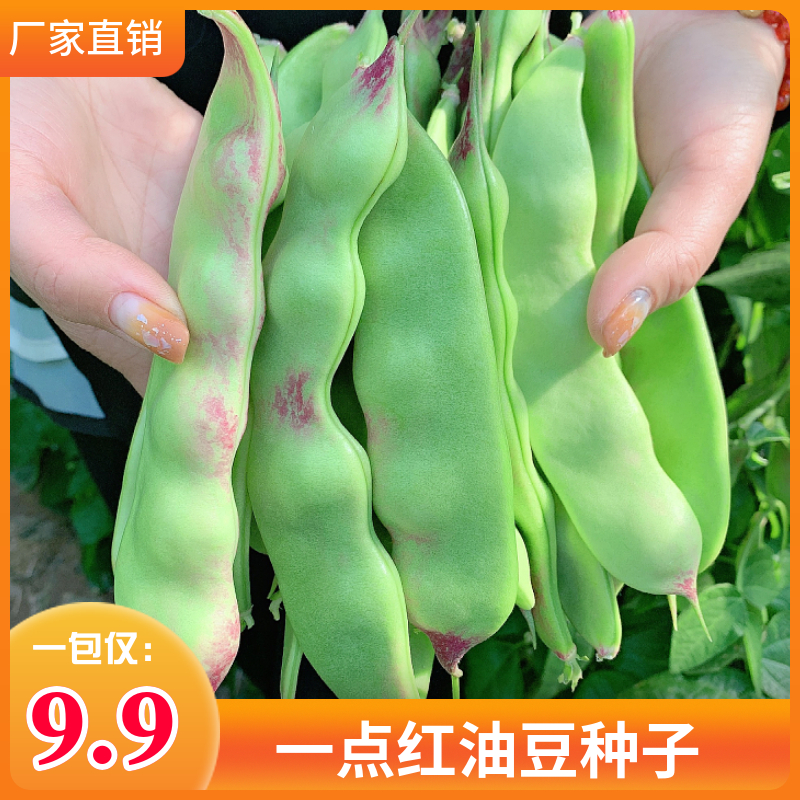 一点红油豆种子东北油豆豆角种籽四季蔬菜籽播种芸豆肉厚豆角