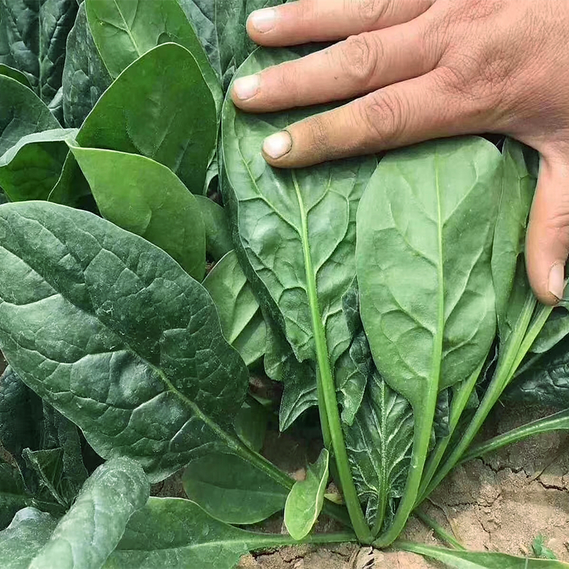四季菠菜种子大叶菠菜简单播种夏季