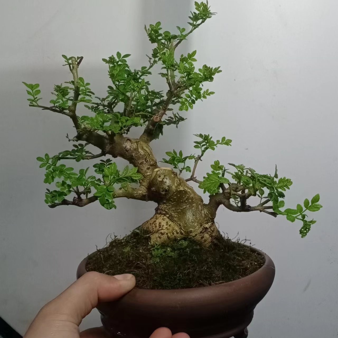 掌上盆景直播间一物一拍商品链接