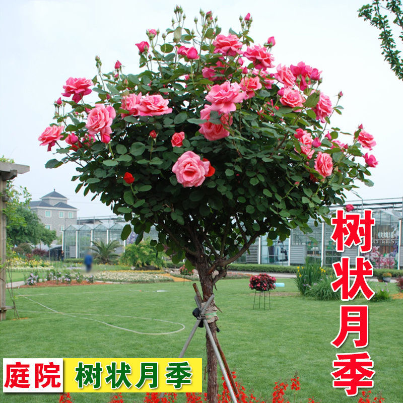 树桩月季花苗特大花朵花卉植物庭院四季开玫瑰带花棒棒糖树状月季