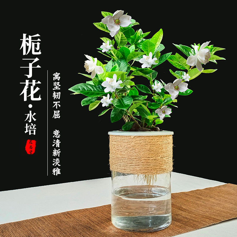 水培栀子花小盆栽绿植水养