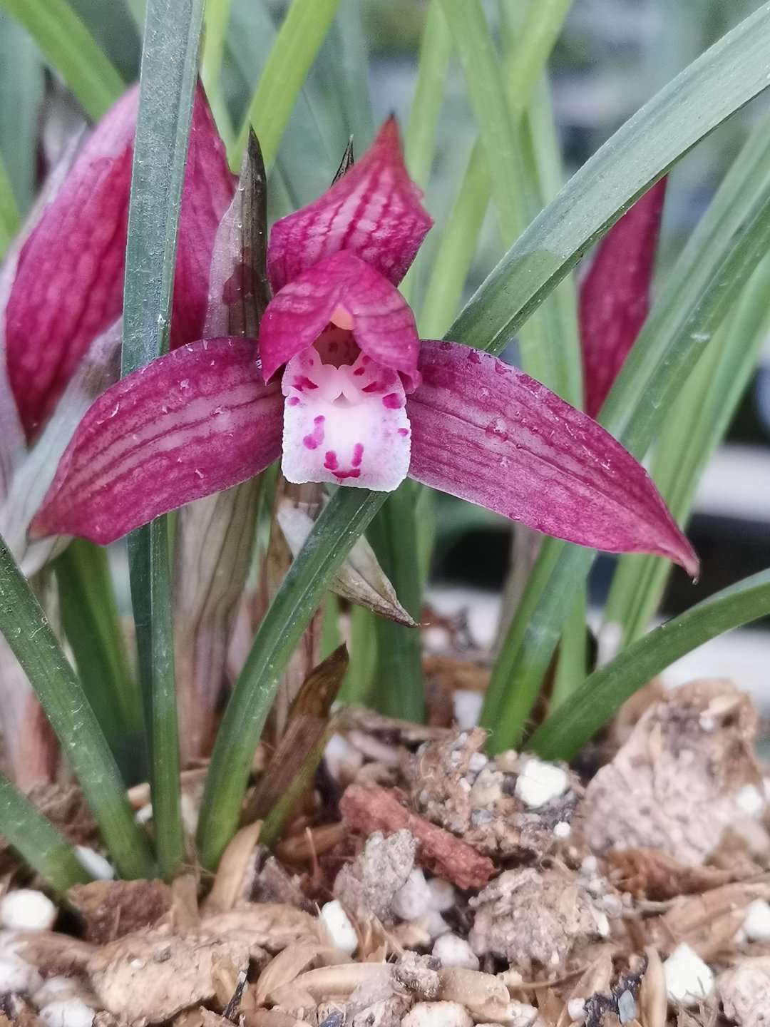 春兰新品红花兰花