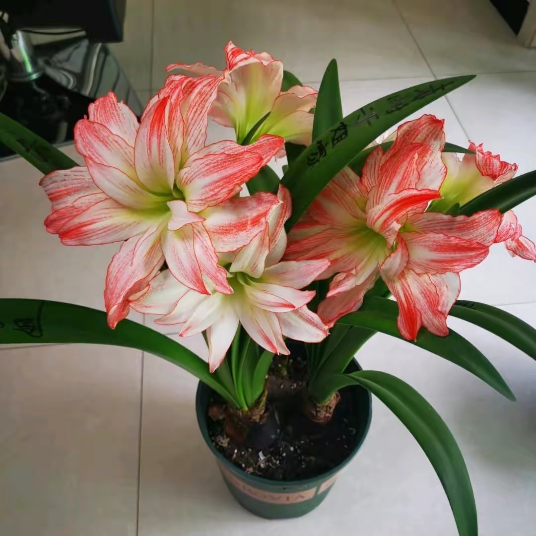 朱顶红花蝴蝶爱神一颗 无盆土 花苞未漏出 球丑开裂歪屁股